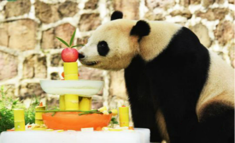 US-born panda Tai Shan celebrates 12th birthday
