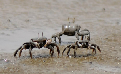 Thousands of crabs hunt on beach in Qingdao