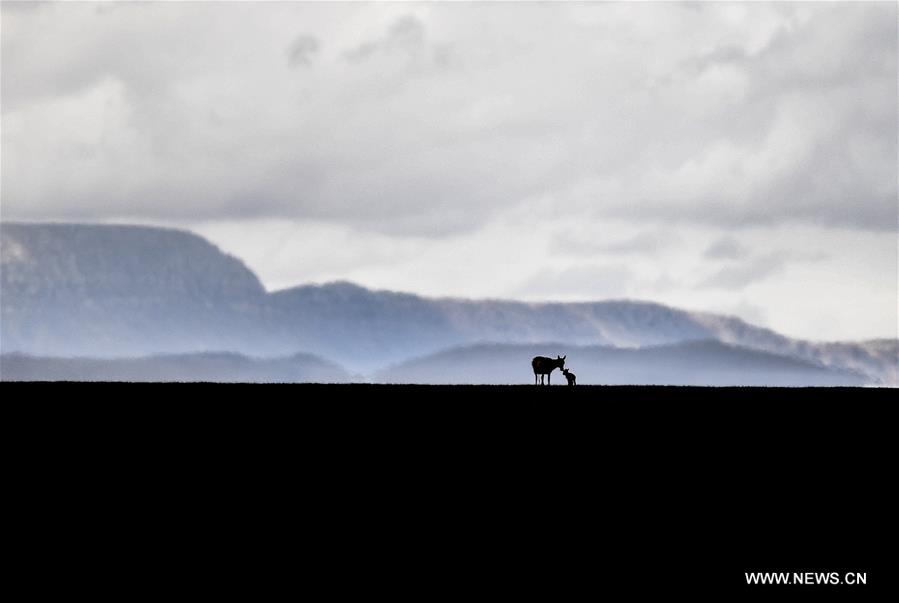 Number of Tibetan antelopes rises to over 200,000 at Changtang in Tibet