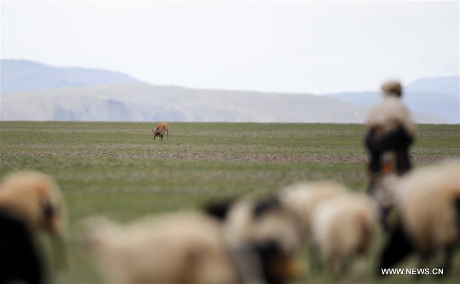Number of Tibetan antelopes rises to over 200,000 at Changtang in Tibet