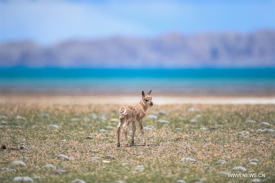 Number of Tibetan antelopes rises to over 200,000 at Changtang in Tibet