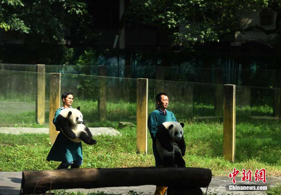 Panda twins celebrate first birthday at Chongqing Zoo
