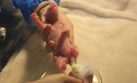 "Olympic panda" gives birth to a male cub