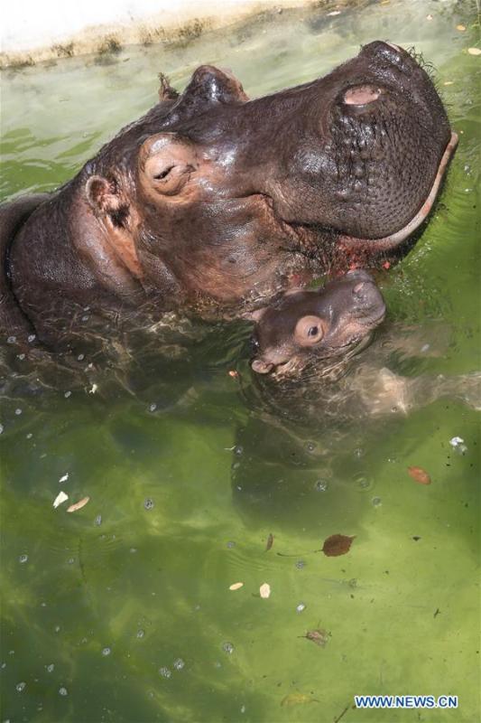 One-month-old hippo cub meets with public in Shandong