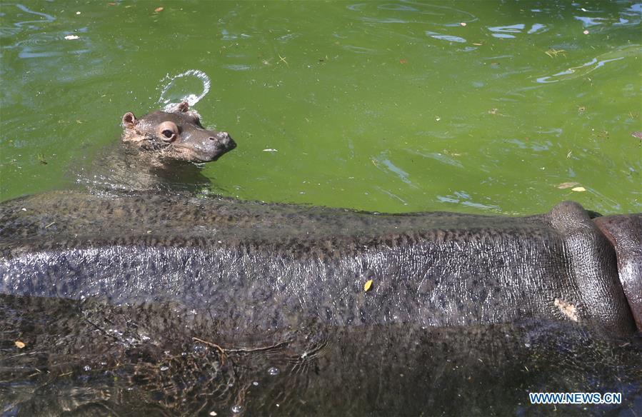 One-month-old hippo cub meets with public in Shandong