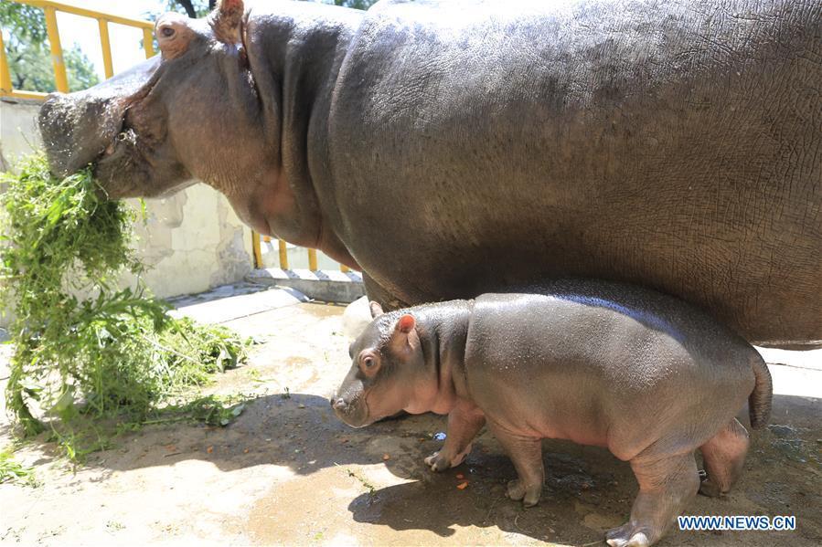 One-month-old hippo cub meets with public in Shandong