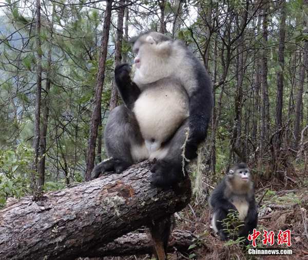 Ex-hunters help protect rare Yunnan monkey species