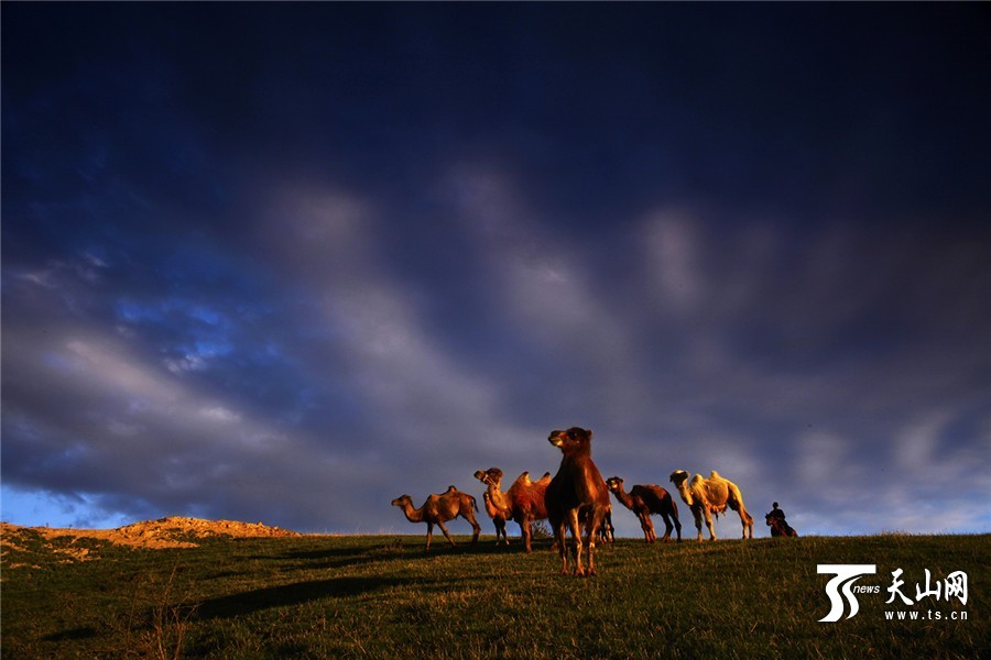 Picturesque summer scenery of Tuohulasu Prairie in Xinjiang