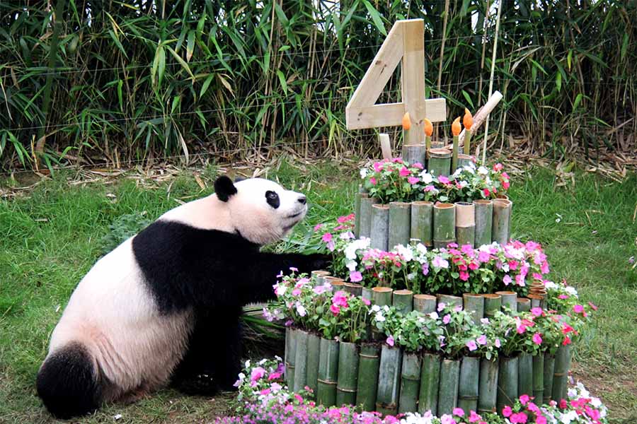 Birthday for one of China-leased giant panda pair celebrated in S.Korea