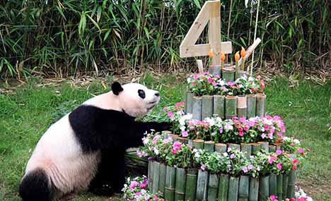 Birthday for China-leased pandas celebrated in S.Korea