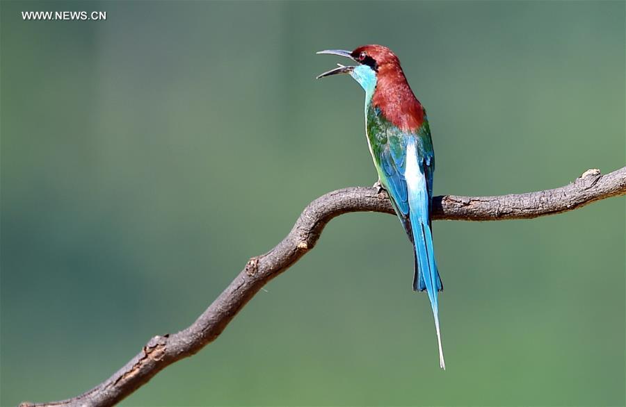 Blue-throated bee-eaters seen as summer visitor in SE China's Fujian