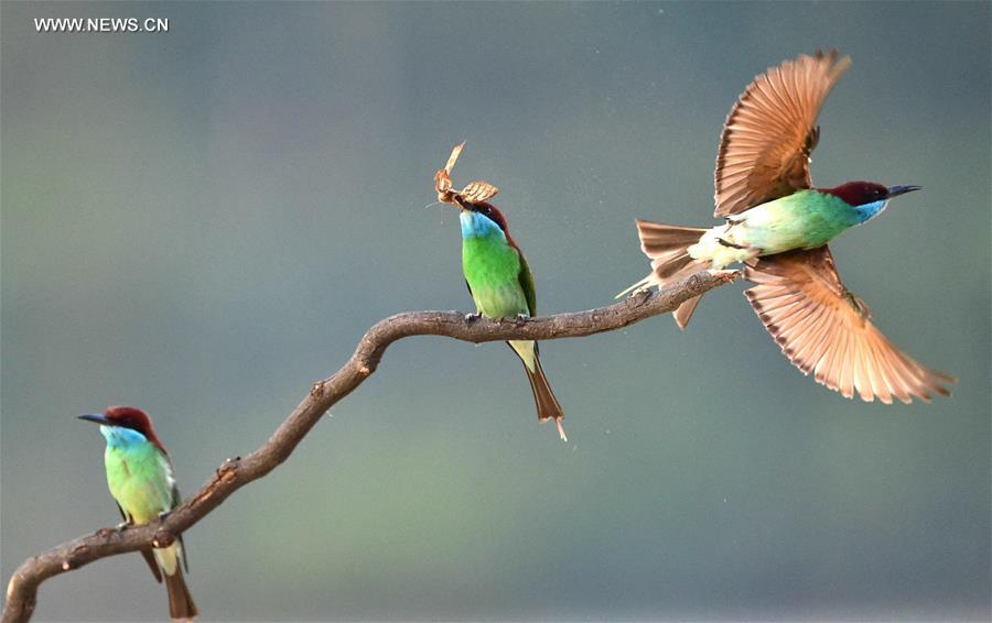 Blue-throated bee-eaters seen as summer visitor in SE China's Fujian