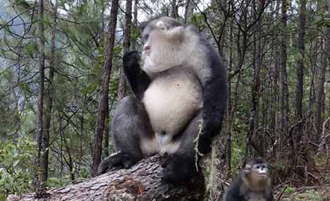 Ex-hunters help protect rare Yunnan monkey species