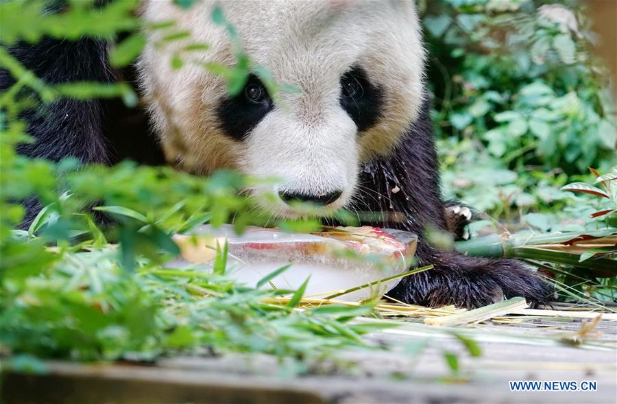 Panda enjoys fruit shake with ice to escape heat in Fuzhou