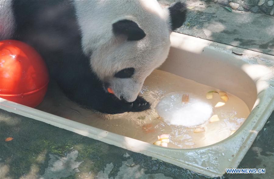 Panda enjoys fruit shake with ice to escape heat in Fuzhou