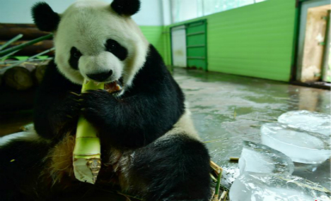 Animals enjoy summer feast in Hebei