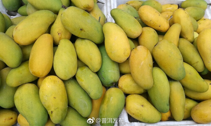 Jinggu people call you to eat mangos