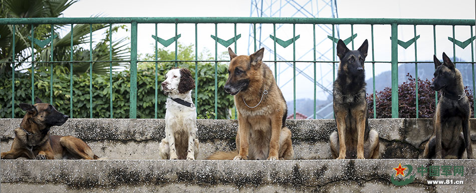 Police dogs train with armed police in Yunnan