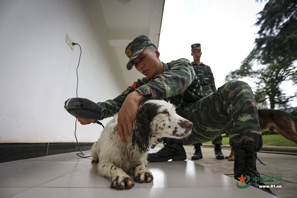 Police dogs train with armed police in Yunnan
