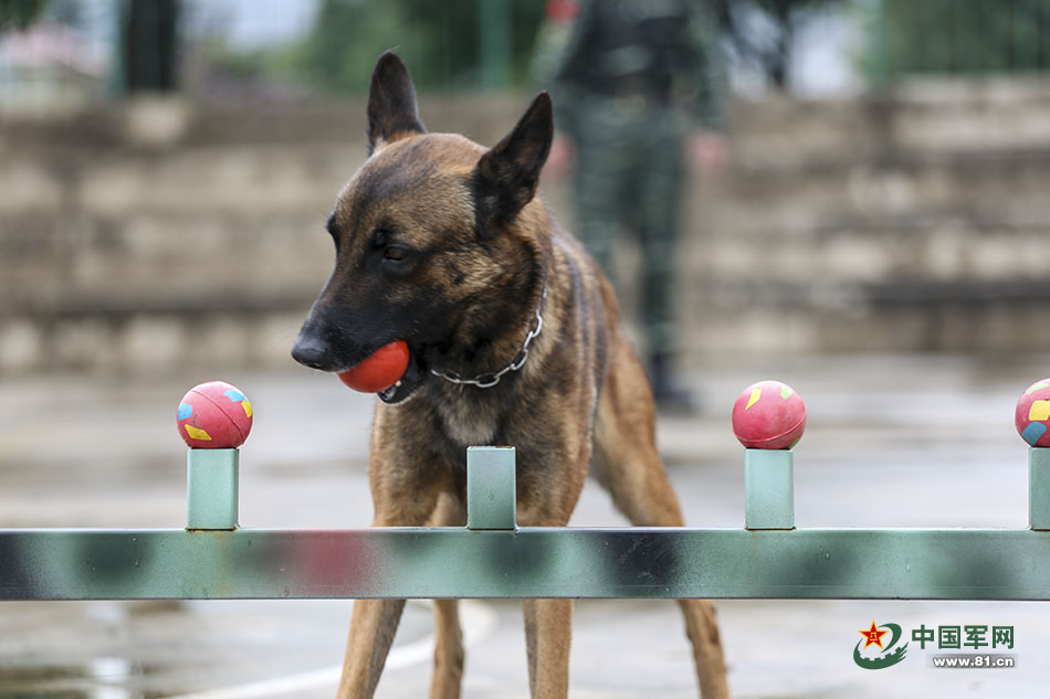 Police dogs train with armed police in Yunnan