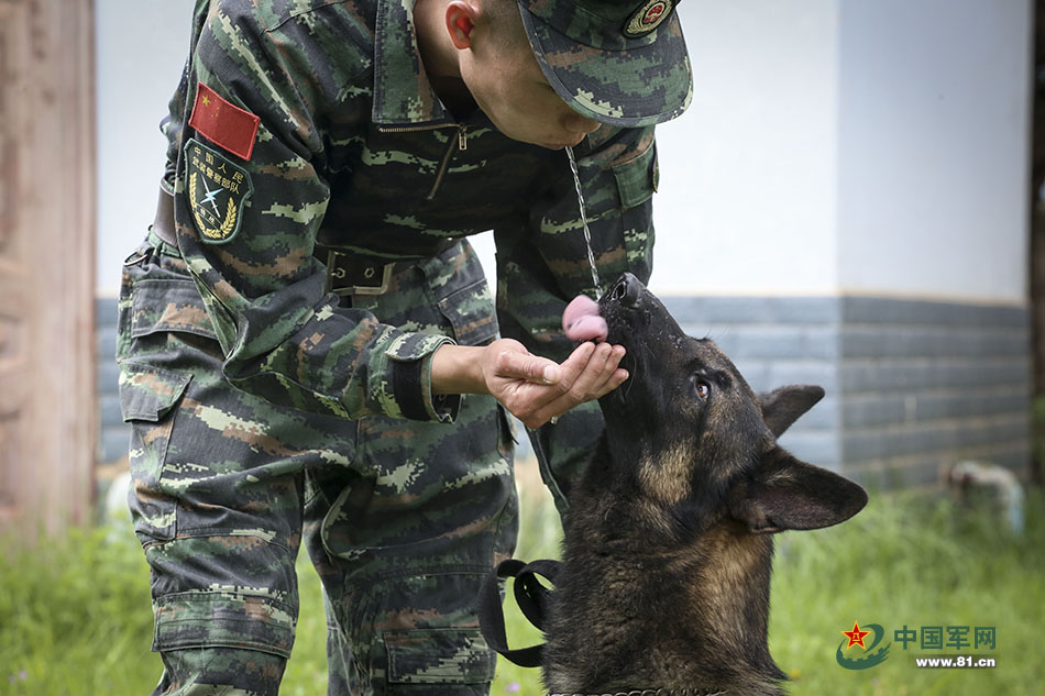 Police dogs train with armed police in Yunnan