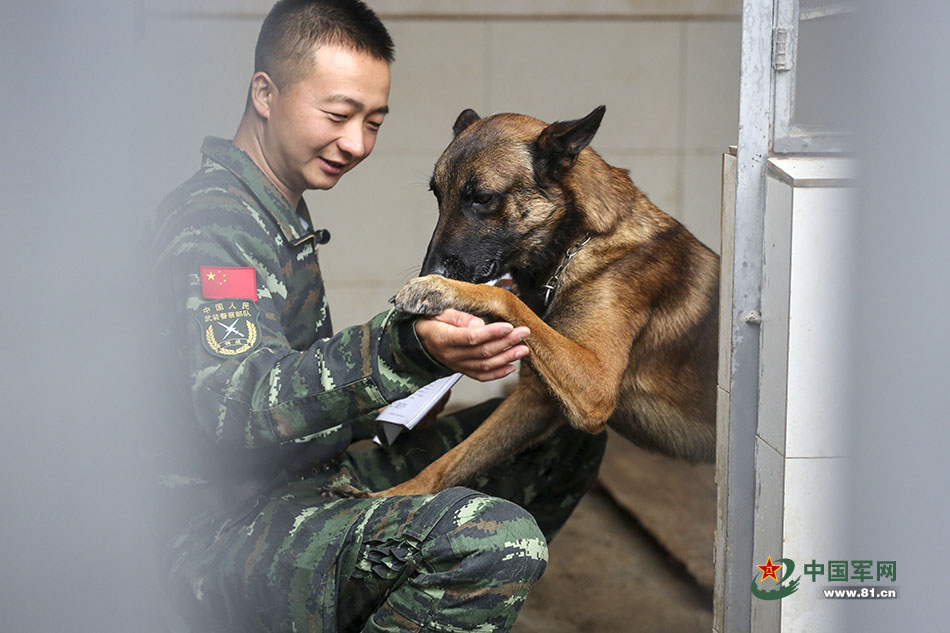 Police dogs train with armed police in Yunnan