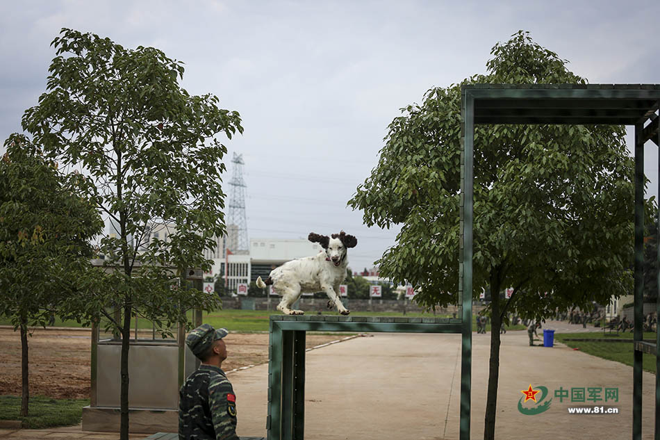 Police dogs train with armed police in Yunnan