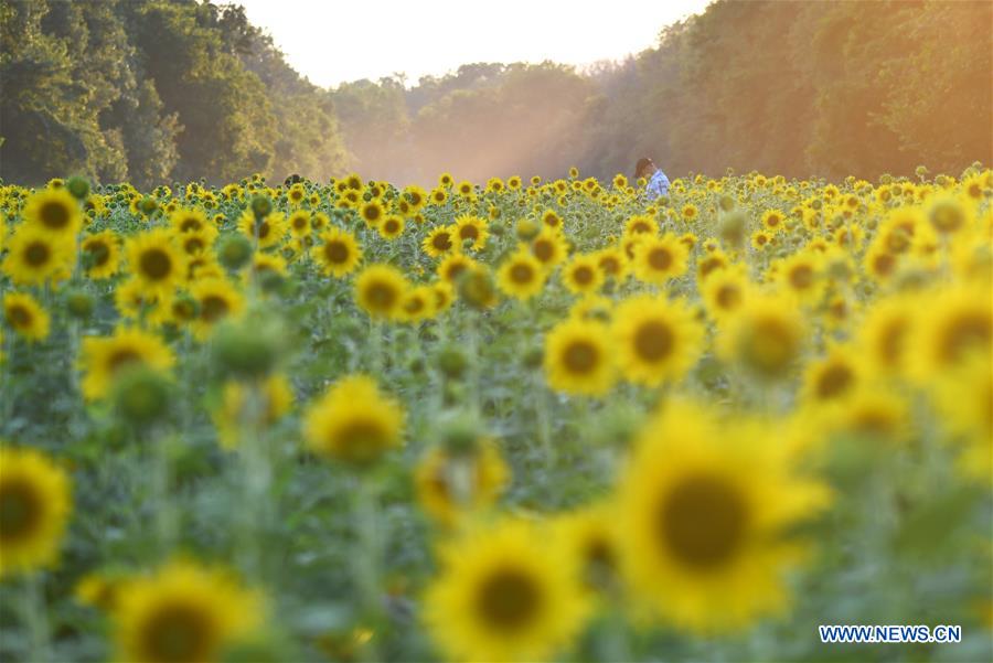 Visitors enjoy sunflowers in Maryland, U.S.