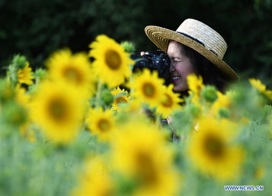 Visitors enjoy sunflowers in Maryland, U.S.