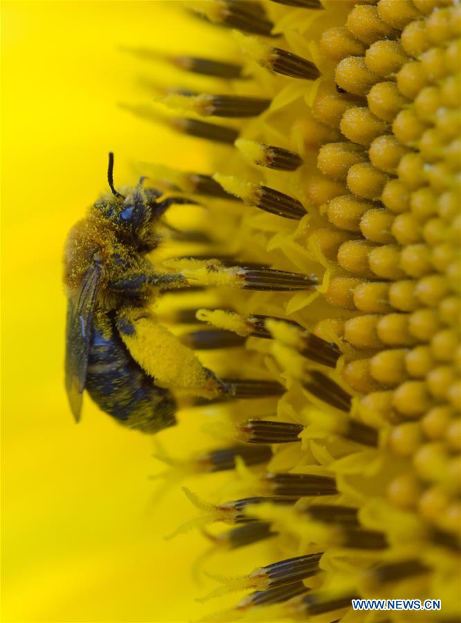 Visitors enjoy sunflowers in Maryland, U.S.