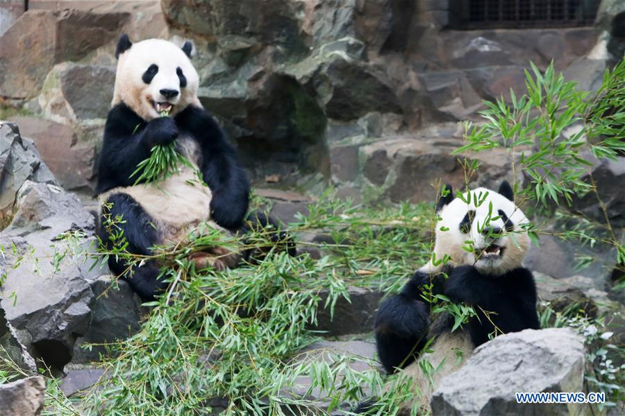 Giant pandas Chengjiu and Shuanghao celebrate 3rd birthday in E China