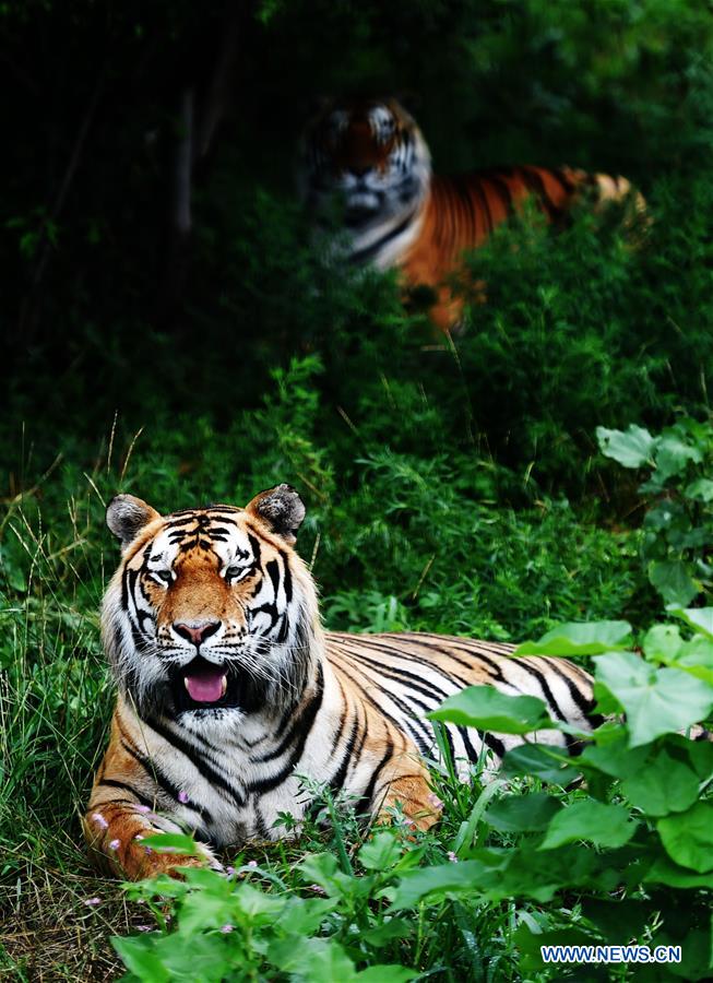 Life of Siberian tigers in NE China's Siberian Tiger Park