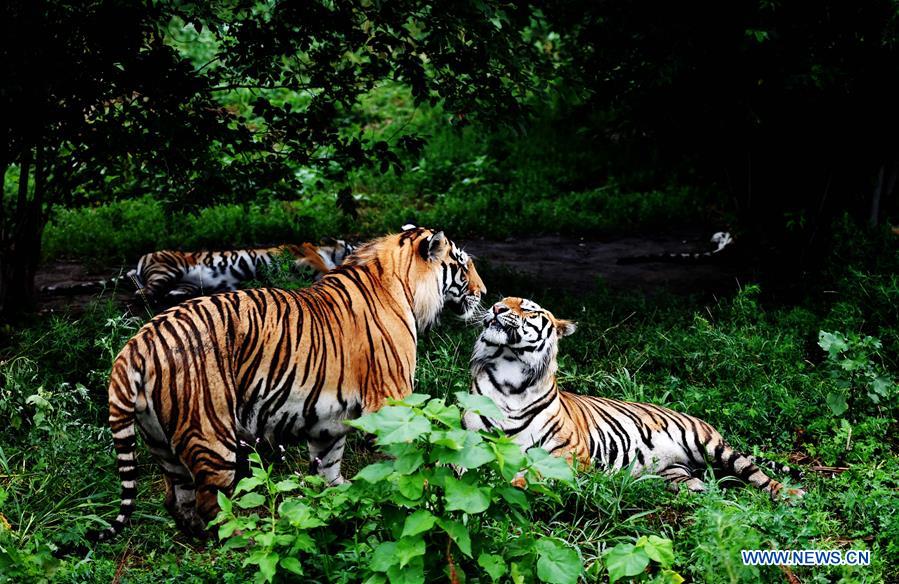 Life of Siberian tigers in NE China's Siberian Tiger Park