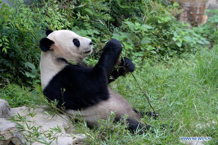 Life of panda 