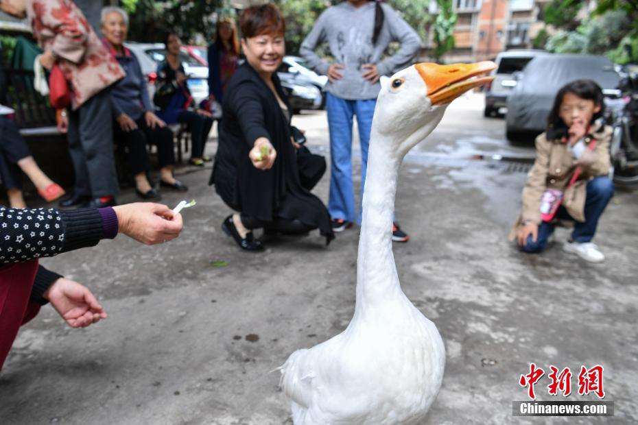 Pet goose waddles on with its human family in Kunming