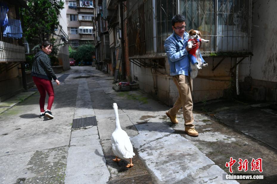 Pet goose waddles on with its human family in Kunming