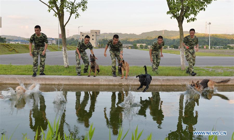 Trainers help police dogs to beat heat in Chongqing
