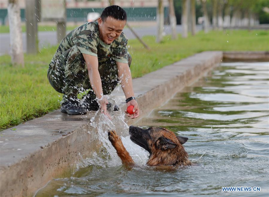 Trainers help police dogs to beat heat in Chongqing