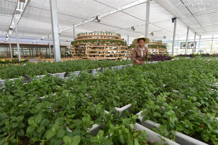 General view of solar greenhouses in SE China's Fujian