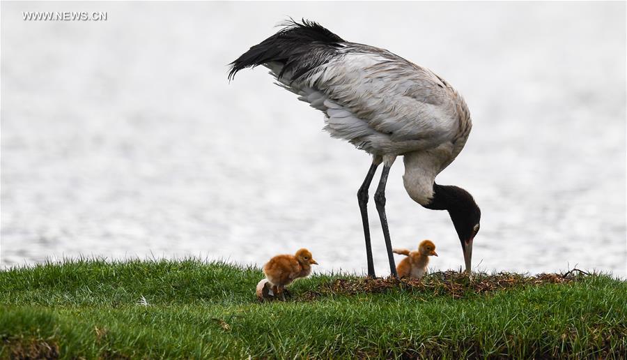 Environment of reserve improved for black-necked cranes in China's Tibet