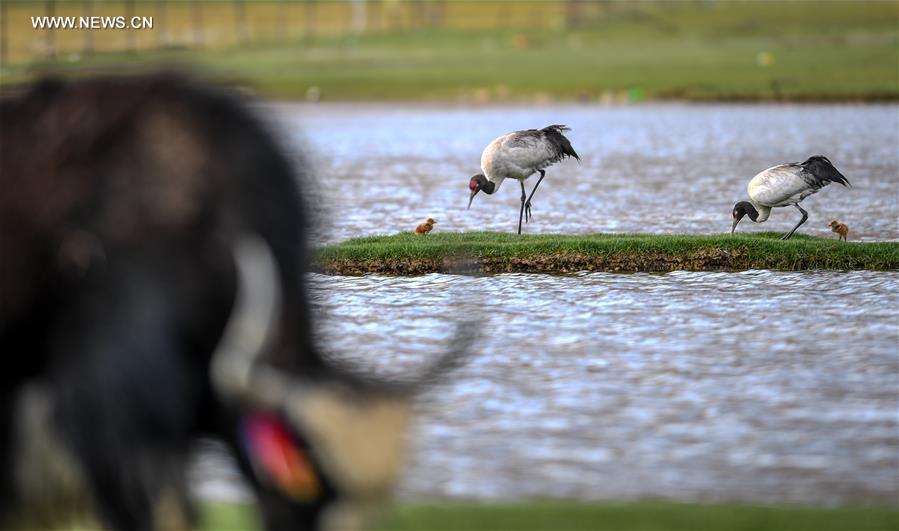 Environment of reserve improved for black-necked cranes in China's Tibet