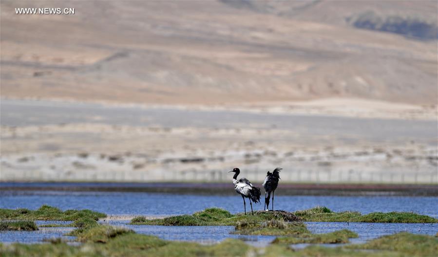 Environment of reserve improved for black-necked cranes in China's Tibet