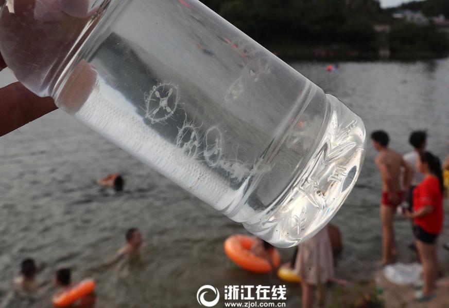 Freshwater jellyfish found in Zhejiang