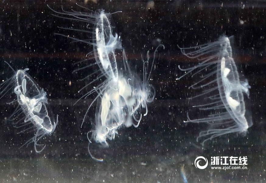 Freshwater jellyfish found in Zhejiang