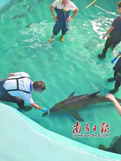 Rare success: Stranded dolphin rescued, released back into ocean