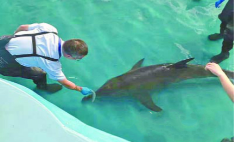 Rare success: Stranded dolphin rescued