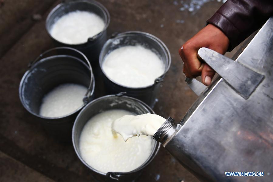 Gov't helps upgrade local yak milk production in NW China