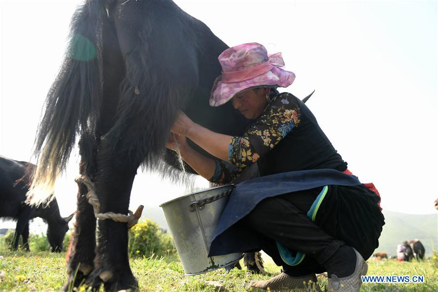 Gov't helps upgrade local yak milk production in NW China