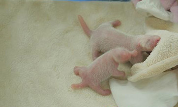 Giant panda Nini gives birth to twins