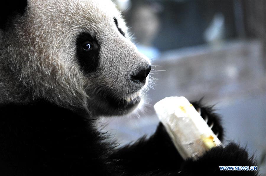 Shanghai Zoo takes varied measures to keep animals cool